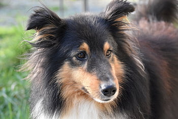 dog, dog Shetland Sheepdog, portrait Dog Profile, pet, dog Pure Breed, dog Portrait, dog Me Love, canine, doggie, animal, nature