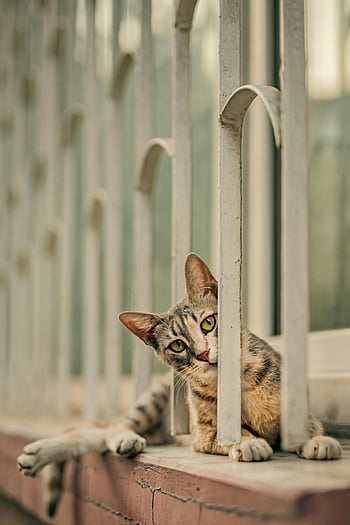 curious tabby cat, window bars, feline intrigue, tabby cat, curious cat, window view, cat through bars, feline curiosity, cat gaze, cat behind bars, cat looking through window