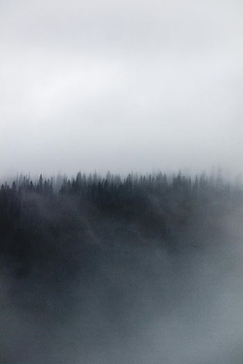 ceaţă, copacii verzi, pădure, cețos, conifere, senin, învăluit în ceață, peisaj natural, atmosferic, peisaj exterior, Setare liniștită