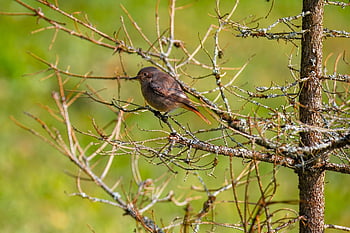 bird, common Redstart, songbird, ornithology, forest Dieback, bird Watching, animal, wildlife, beak, plumage, species