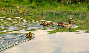 ducks, ducklings, brood, family, duck Family, mother Duck, young Animals, anatidae, waterfowls, water Birds, birds