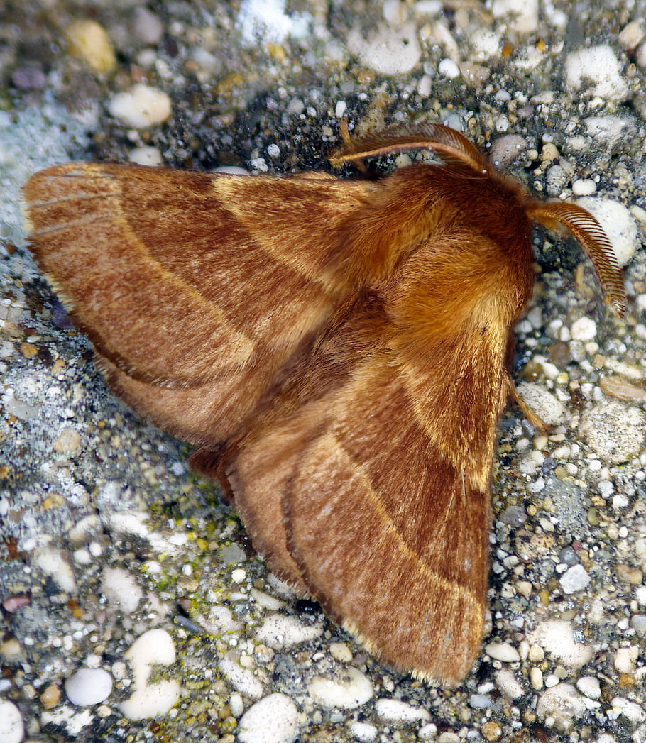 Malacosoma Neustria, mol, hmyz, Lasiocampidae, makro fotografie, Pentax kr, Raynox 250, hnědý můra, zblízka, Příroda, entomologie