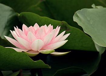 スイレン、 花、 ヌパールテア、 水生植物、 咲く、 池、 自然、 庭の池、 Lakerosengewächs、 工場、 庭園
