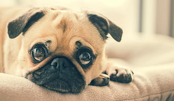 pug puppy, cute pug, expressive eyes, indoor pug, close-up pug, adult fawn pug, lying pug, indoor puppy, cute puppy, pug indoors, pug close-up