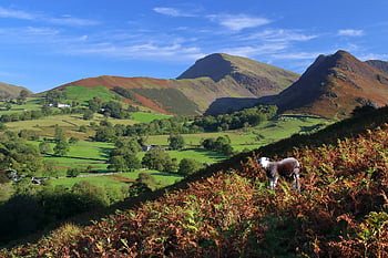 jezerní čtvrti, Newlands Valley, cumbria, ovce ovcí, Anglie, hory, scénický, krajina, chůze, Příroda, poráží