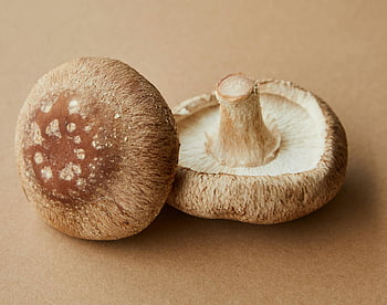 cogumelos marrons, superfície bege, cogumelos shitake, tiro do estúdio, Cogumelos Frescos, Textura de cogumelos, forma natural, Foto detalhada, fotografia de alimentos, close-up de cogumelos, fundo bege