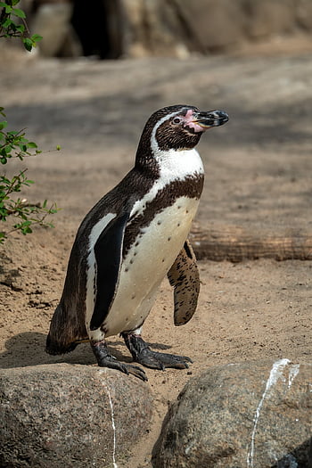 penguin, antarctic, snow, cold, animal, bird, swim, wing, black Feathers, emperor Penguin, colony