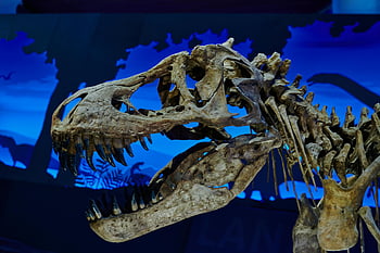 Tyrannosaurus Rex koponya, dinoszaurusz koponya, kövület, múzeum kijelző, közelkép, őskori, ősi, csontváz, t-Rex, paleontológia, bemutat