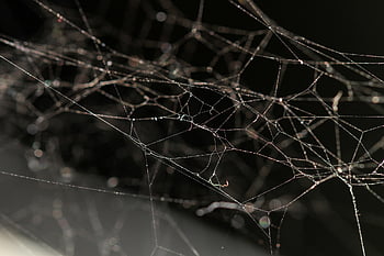web, spider, cob, cobweb, insect, nature, morning, spiderweb