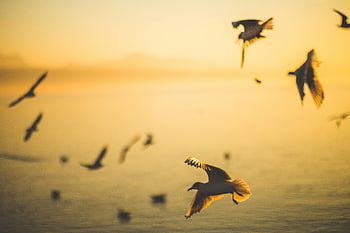 seagull, white seagull, birds in flight, ocean, sunset, wildlife, nature, coastal, bird photography, seagulls flying, seagull silhouette