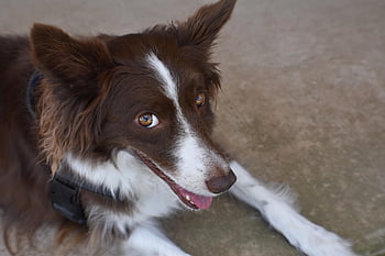 ボーダーコリー、 犬、 ペット、 動物、 犬歯、 毛皮、 鼻、 自然、 哺乳類、 犬の肖像画、 動物の世界