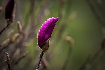 magnolia, fiorire, fioritura, magnolie, fiore di magnolia, natura, famiglia magnolia, Magnoliaceae, ramo, viola, albero