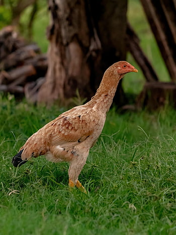 bird, nature, feathers, chick, chicken, agriculture, animal, avian, beak, countryside, domestic