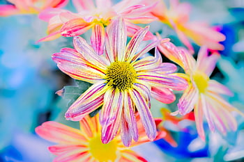 菊、 フラワーズ、 色とりどり、 咲く、 花、 カラフル、 花びら、 フローラ、 花卉、 園芸、 植物学