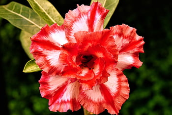 flower, botany, adenium Obesum, flora, petals, blossom, nature, bloom, growth, adenium