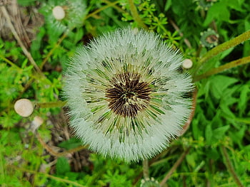 dente di leone, Hall di dente di leone, seme, semi di dente di leone, fiore di tarassaco, Fiore di campo, fiore selvaggio, spora