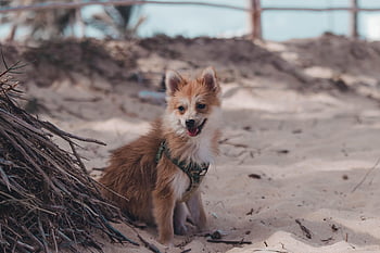hund, djur-, hund-, sällskapsdjur, valp, natur, däggdjur, vän, pomeranian