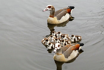 husy, ptáků, egyptské husy, mladé husy, vodní ptáci, ochrana, fauna, jaro, Příroda, rodina
