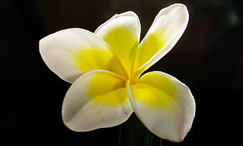plumeria květina, bílá a žlutá, detailní záběr, živé okvětní lístky, Podrobný obrázek, žluté centrum, bílé okvětní lístky, květinové fotografie, fotografování přírody, tropické květiny, detaily květin