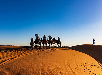 people riding camels, Sahara Desert, sandy dunes, clear blue sky, camel trekking, desert travel, group travelers, camel safari, desert landscape, adventure tourism, camel ride