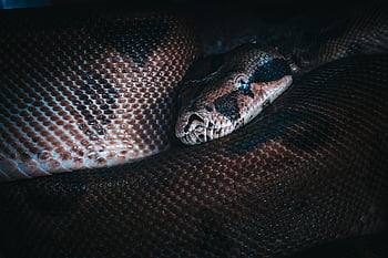 big brown snake, python snake, scales in focus, mysterious vibe, dark place, detailed view, snake looking at camera, snake scales, snake eyes, snake head, snake close-up