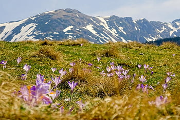 krokus, louka, hory, tráva, květinové pozadí, květiny, fialové květy, rostlin, krásné květiny, jaro, pole