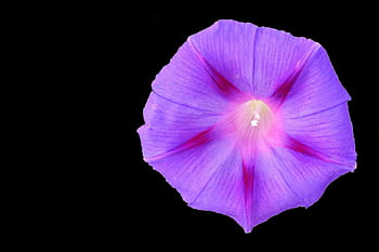 kwiat, powój, tapeta hd, Fioletowy kwiat, flora, ogród, kartka z życzeniami, Tapeta, roślina, Natura, wiosna