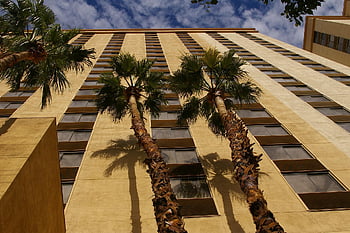 épület, építészet, fák, pálmafák, ég, felhők, Las Vegas, Nevada, belváros, távlati, város