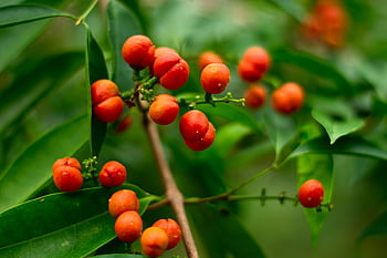 berry on tree, vibrant red berries, green leafy branch, natural growth, close-up berries, red fruit, leafy plant, outdoor nature, tree berries, natural beauty, close-up nature