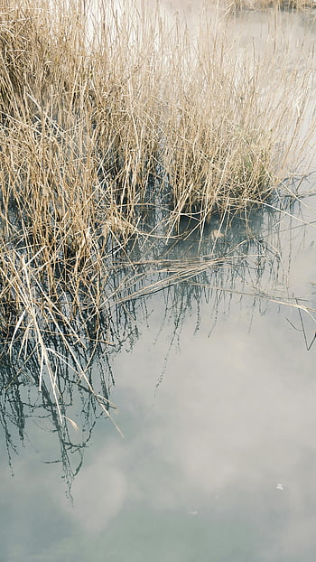 brown grass, body of water, calm marshland, reeds, water reflections, nature's tranquility, tranquil scene, natural landscape, marsh grass, water surface, reflections