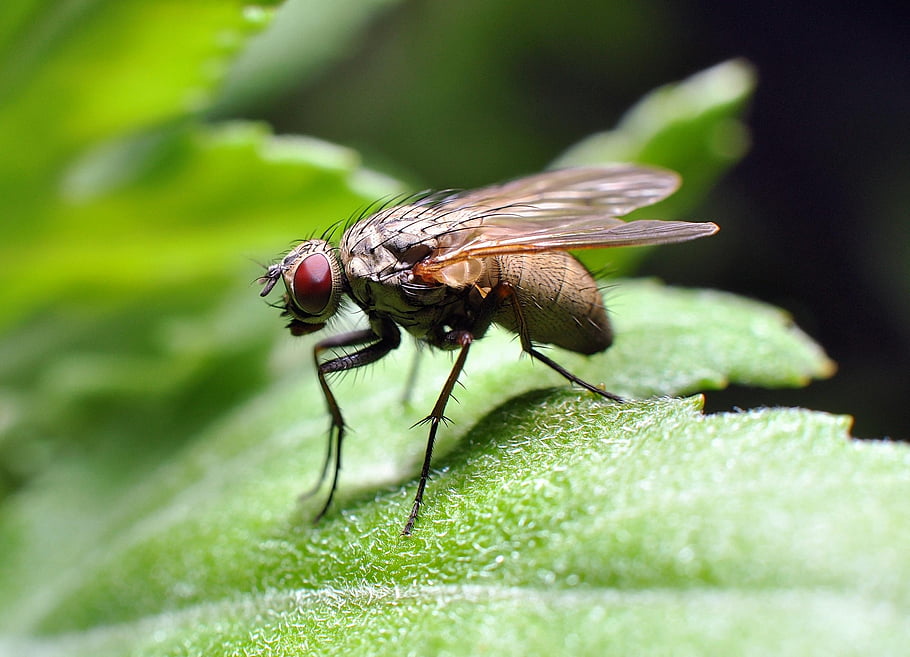insect, entomology, fly, nature, magnification, macro, eyes, leaf, garden
