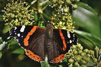 butterfly, insect, winged Insect, butterfly Wings, fauna, nature, red Admiral, animal, close Up, plant, garden