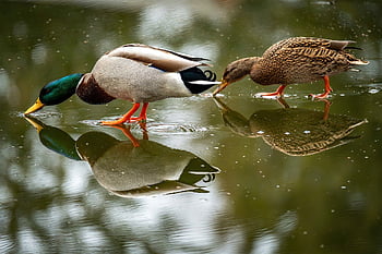 drake, mallardo, anatra, uccello, animale, piume, uccello acquatico, natura, anatra selvatica, stagno, becco