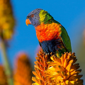 szivárvány lorikeet, színes madár, kék ég, narancssárga virágok, sárga virág, ült madár, természetfotózás, vadvilág fotózás, élénk színek, madár, tiszta ég