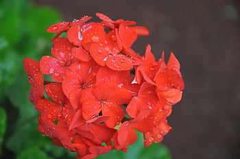 firecracker Flower, flowers, plant, red Flowers, dew, water Droplets, rain, petals, bloom, flower Wallpaper, flower Background