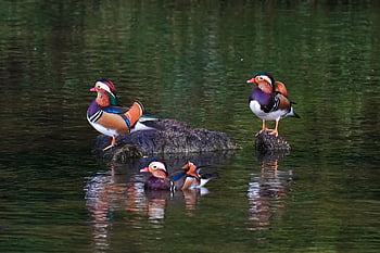 鳥、 自然、 みかん、 鳥類学、 種、 動物相、 鳥類、 野生動物、 くちばし、 生息地、 動物
