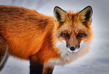Volpe, mammifero, pelliccia, capelli, carnivoro, fauna, selvaggio, predatore, animale, natura