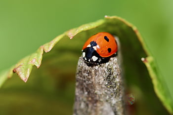 coccinella, scarafaggio, insetto, rosso, portafortuna, punti, felicità, tratteggiata, animale, giardino, bug fortunato