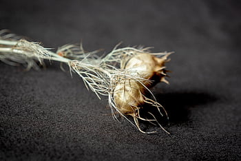 nigella, květinové tapety, družička v zelené, zblízka, květ, Příroda, letní, semen pod, semena, rostlina, zahrada