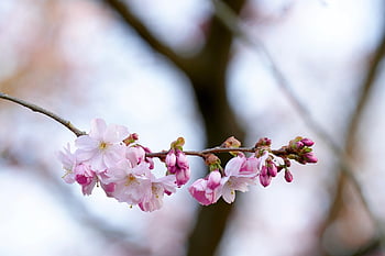 cherry Blossoms, pink Flowers, ornamental Cherry, spring, flourishing Tree, spring Blossoms, nature, bloom, sakura