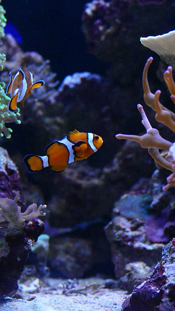 clownfish, pod vodou, Korálové stanoviště, mořských živočichů, barevné ryby, mořský život, oceán, Akvárium, Marine nadšenci, klaun ryby