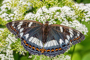 Pappel Admiral, Schmetterling, Insekt, Limenitis populi, Flügel, Blumen Hintergrund, Natur, Tier, Blumentapete, schöne Blumen, Makro