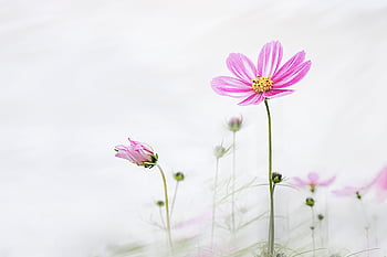 flower, cosmos, wild Flower, free Wallpaper, space Wallpaper, beautiful Wallpaper, wildflower, desktop Backgrounds, garden, pink, mac Wallpaper