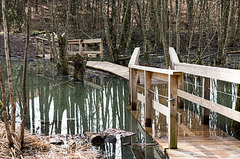 přehnout, spojení, voda, přerušeno, bažina, rybník, krajina, dřevo, dřevěný most, divoký, Příroda