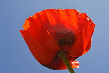 coquelicot, fleur, plante, fleur rouge, coquelicot rouge, pétales, Floraison, flore, papaver, printemps, jardin