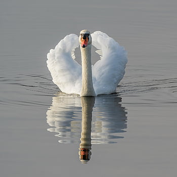 swan, bird, animal, white Swan, waterfowl, water Bird, aquatic Bird, wings, feathers, plumage, avian