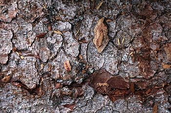 strom, stromy, Příroda, log, les, krajina, dřevo, strom log, starý strom, vzor, Pozadí