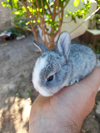 naturaleza, animales, rabitt