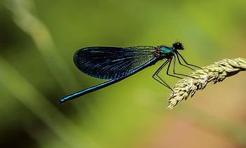 Libelle, Insekt, Makro, Flügel, Libellenflügel, geflügeltes Insekt, odonata, Anisoptera, Entomologie, Fauna, Natur