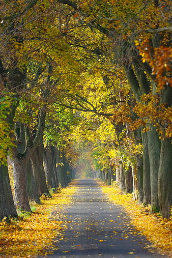 podzim, silnice, stromy, avenue, vesnice, Kujavsko-pomořské vojvodství, Příroda, alej, Polsko, krajina